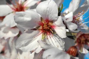 almond-in-blossom-4-992225-m