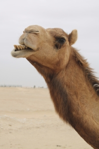 camels-4-1420857-m