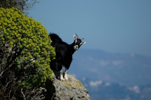 goat-on-lake-of-miseno-1-1380704-m