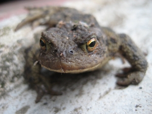 toad-3-1394944-m