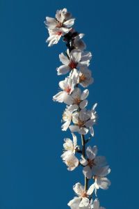 almond-in-blossom-5-992226-m