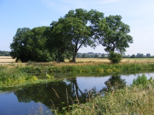 arching-riverside-trees-reflected-1427682-m