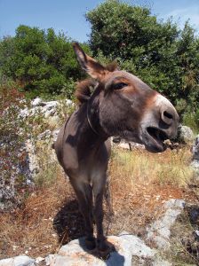 donkey-937789-m