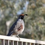 quail-bird-1386257-m