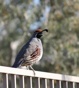 quail-bird-1386257-m