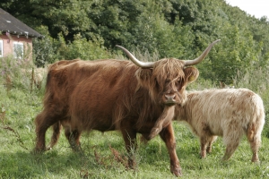 scottish-highland-cows-with-calves-1363560-m