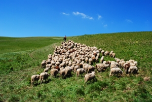 shepherd-with-his-sheep-on-pasture-1400173-m