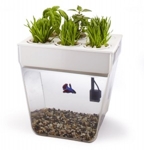 aquaponics starter kit