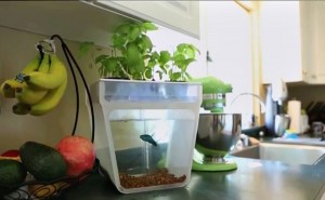 aquaponics